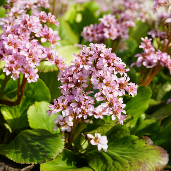 Livraison plante Bergénie à feuille charnue