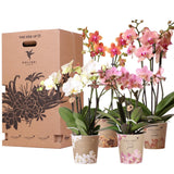 Livraison plante Boîte Surprise Orchidées - 4 variétés