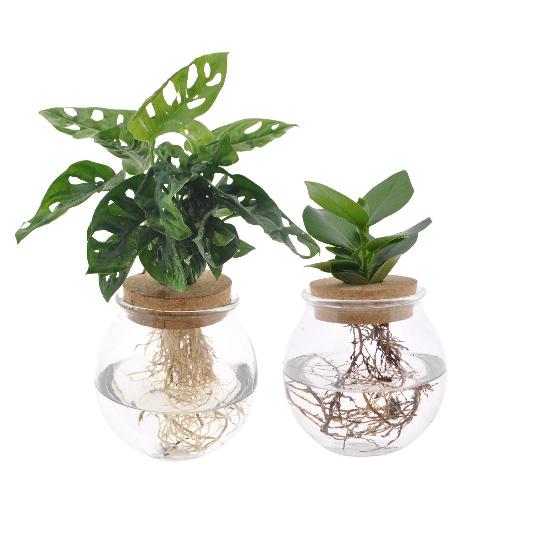 Livraison plante Bolglas Duo Monstera Adansonii/Clusia - 2 stuks - Ø12cm - ↕30 cm