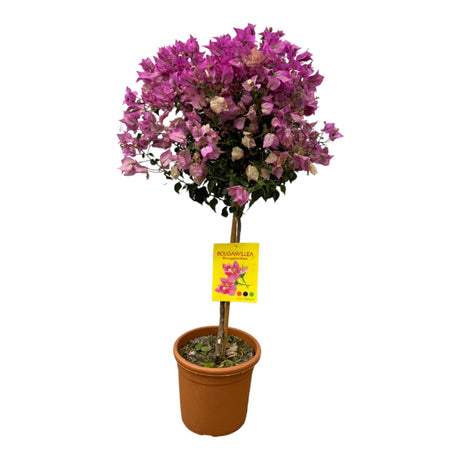 Livraison plante Bougainvillier fuschia