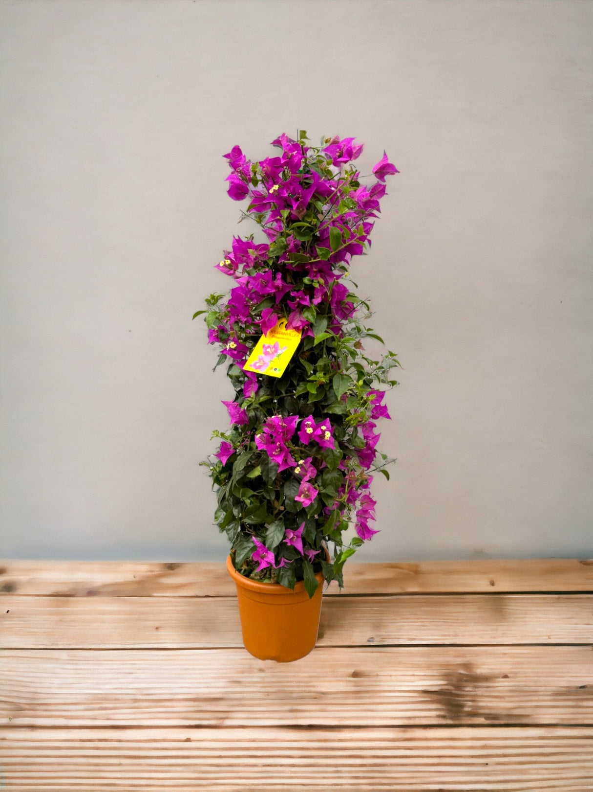 Livraison plante Bougainvillier pyramide fuschia