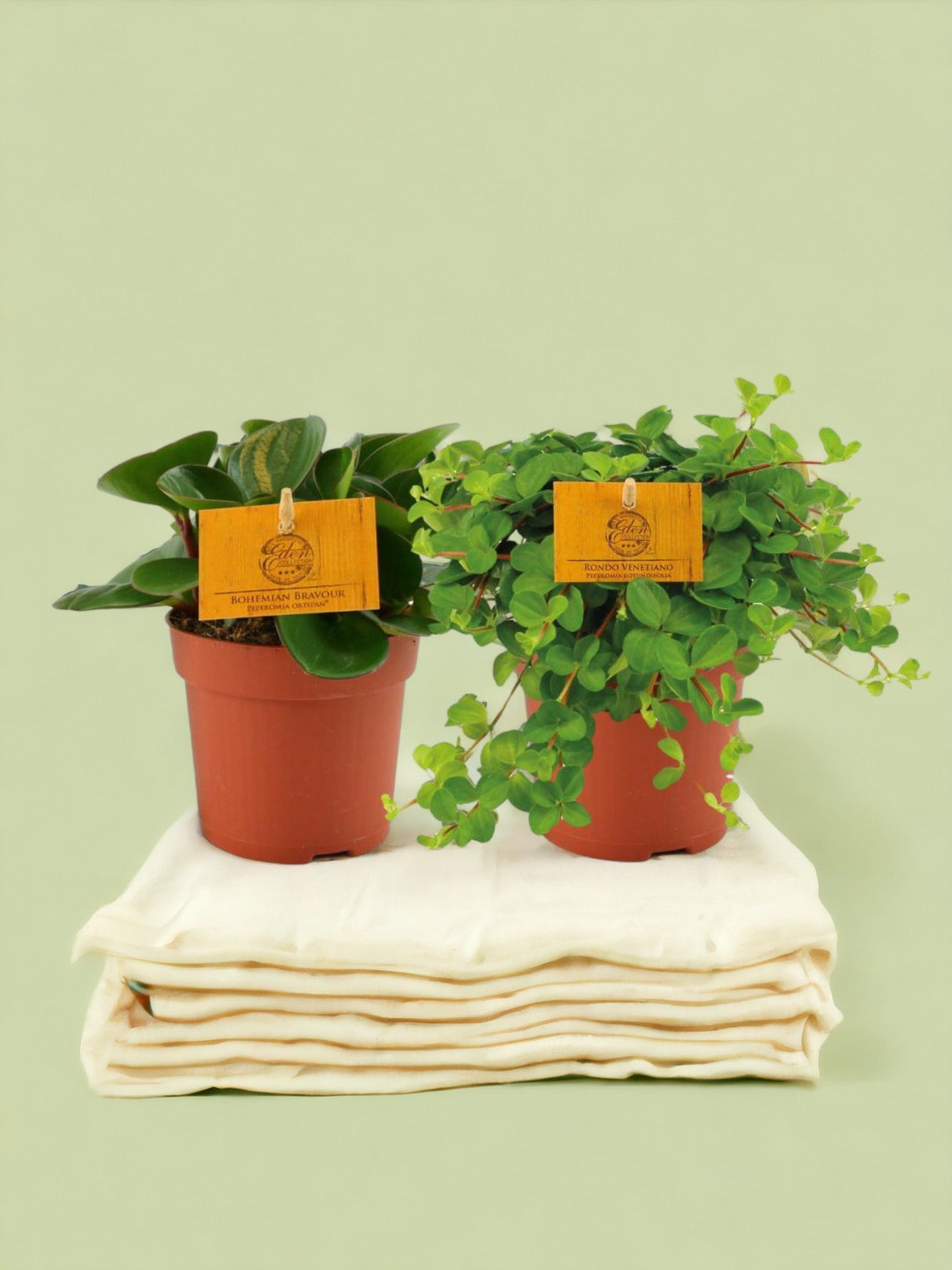 Livraison plante Box - 2 peperomia