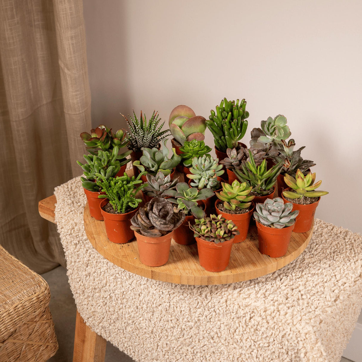 Livraison plante Box 20 baby cactus & succulentes - 10cm - Ø5,5