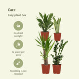 Livraison plante Box facile d'entretien x4 - plantes d'intérieur facile d'entretien