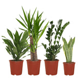 Livraison plante Box facile d'entretien x4 - plantes d'intérieur facile d'entretien