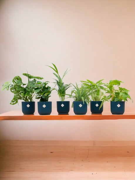 Livraison plante Box surprise 6 plantes d'intérieur et pots elho Vibes bleu Ø14