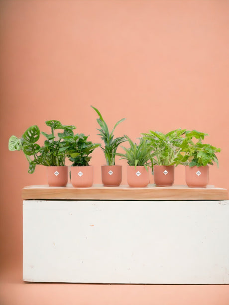Livraison plante Box surprise 6 plantes d'intérieur et pots elho Vibes rose