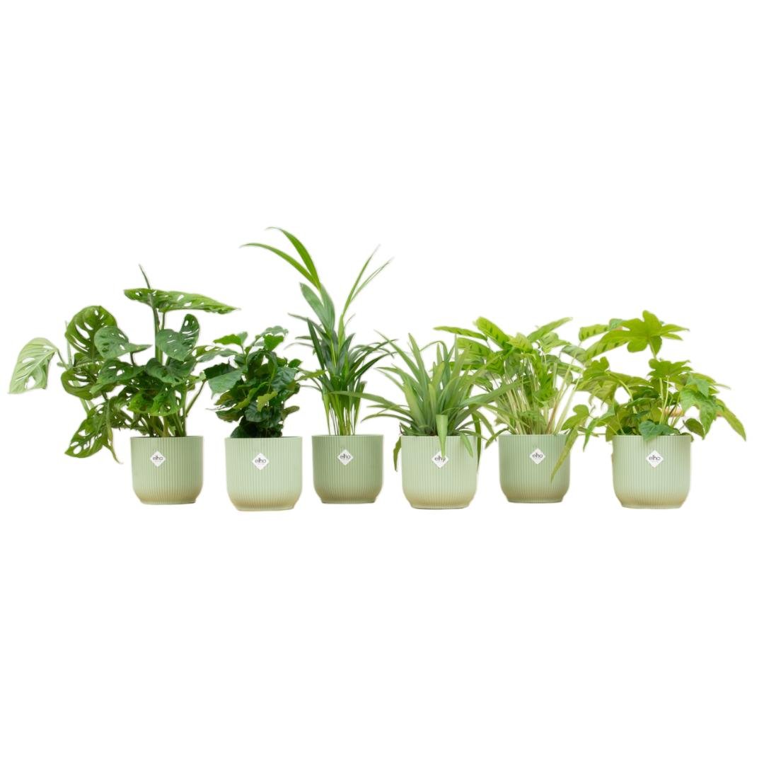 Livraison plante Box surprise 6 plantes d'intérieur et pots elho Vibes vert Ø14