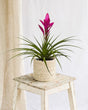 Livraison plante Bromelia Amira