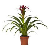 Livraison plante Bromelia Guzmania Nextara