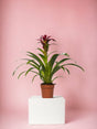 Livraison plante Bromelia Guzmania Nextara