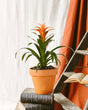 Livraison plante Bromelia Melissa