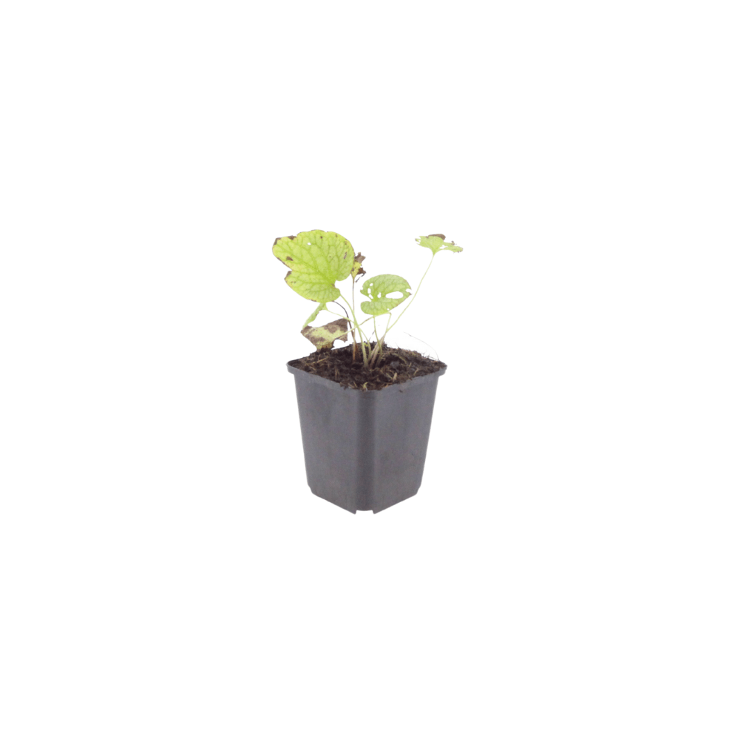 Livraison plante Brunnera Jack frost