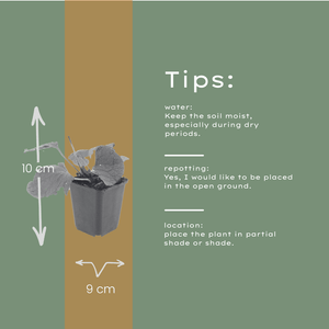 Livraison plante Brunnera macrophylla