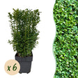Livraison plante Buis Sempervirens – Lot de 6 – Pot 17 cm – Hauteur 45 cm