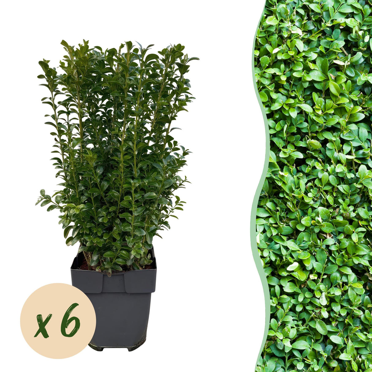 Livraison plante Buis Sempervirens – Lot de 6 – Pot 17 cm – Hauteur 45 cm