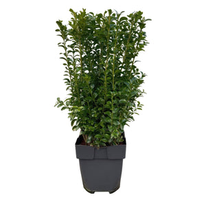 Livraison plante Buis Sempervirens – Lot de 6 – Pot 17 cm – Hauteur 45 cm