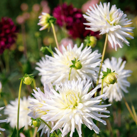 Livraison plante Bulbe de Dahlia cactus Playa Blanca