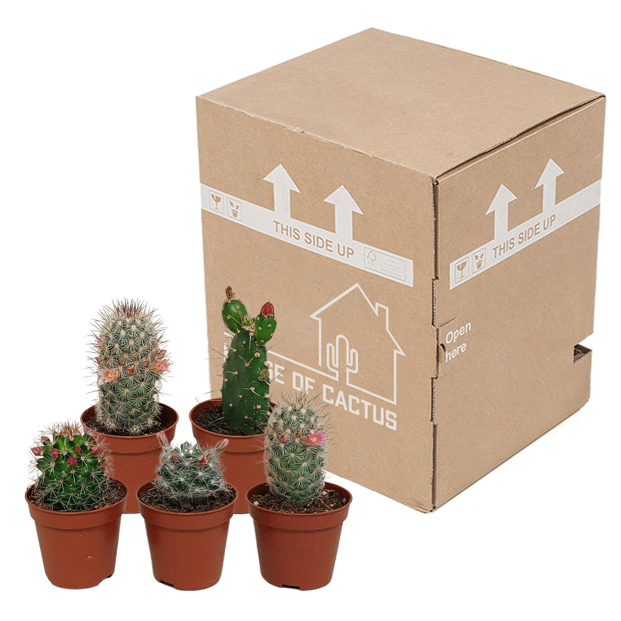 Livraison plante Cactus Fleuri Mélange - Lot de 5