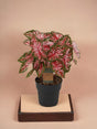 Livraison plante Caladium Carolyn Whorton