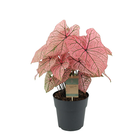 Livraison plante Caladium Spring Fling