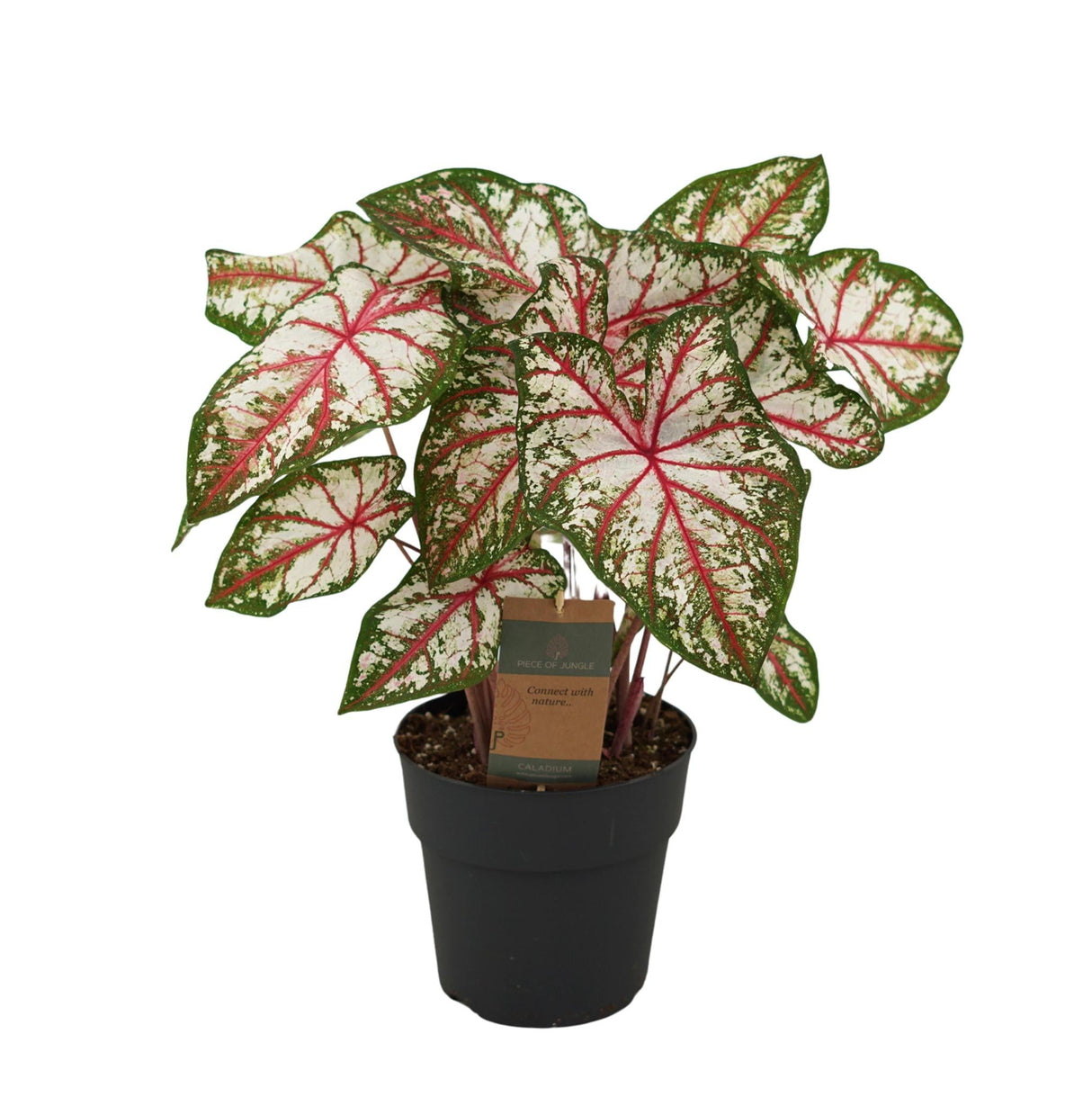 Livraison plante Caladium Tapestry