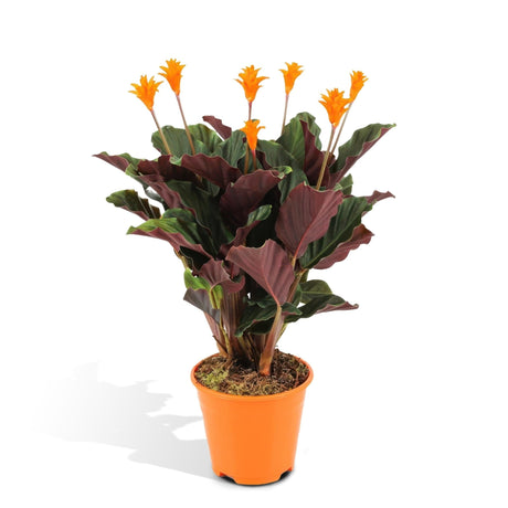 Livraison plante Calathea Crocata