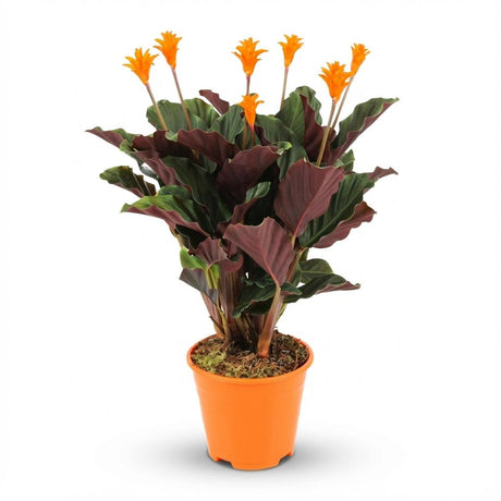 Livraison plante Calathea Crocata