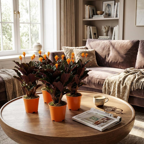 Livraison plante Calathea Crocata