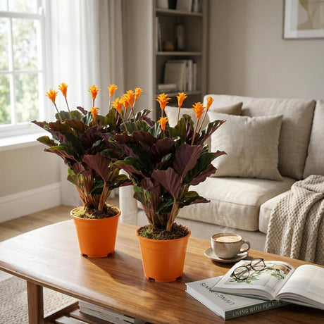 Livraison plante Calathea Crocata