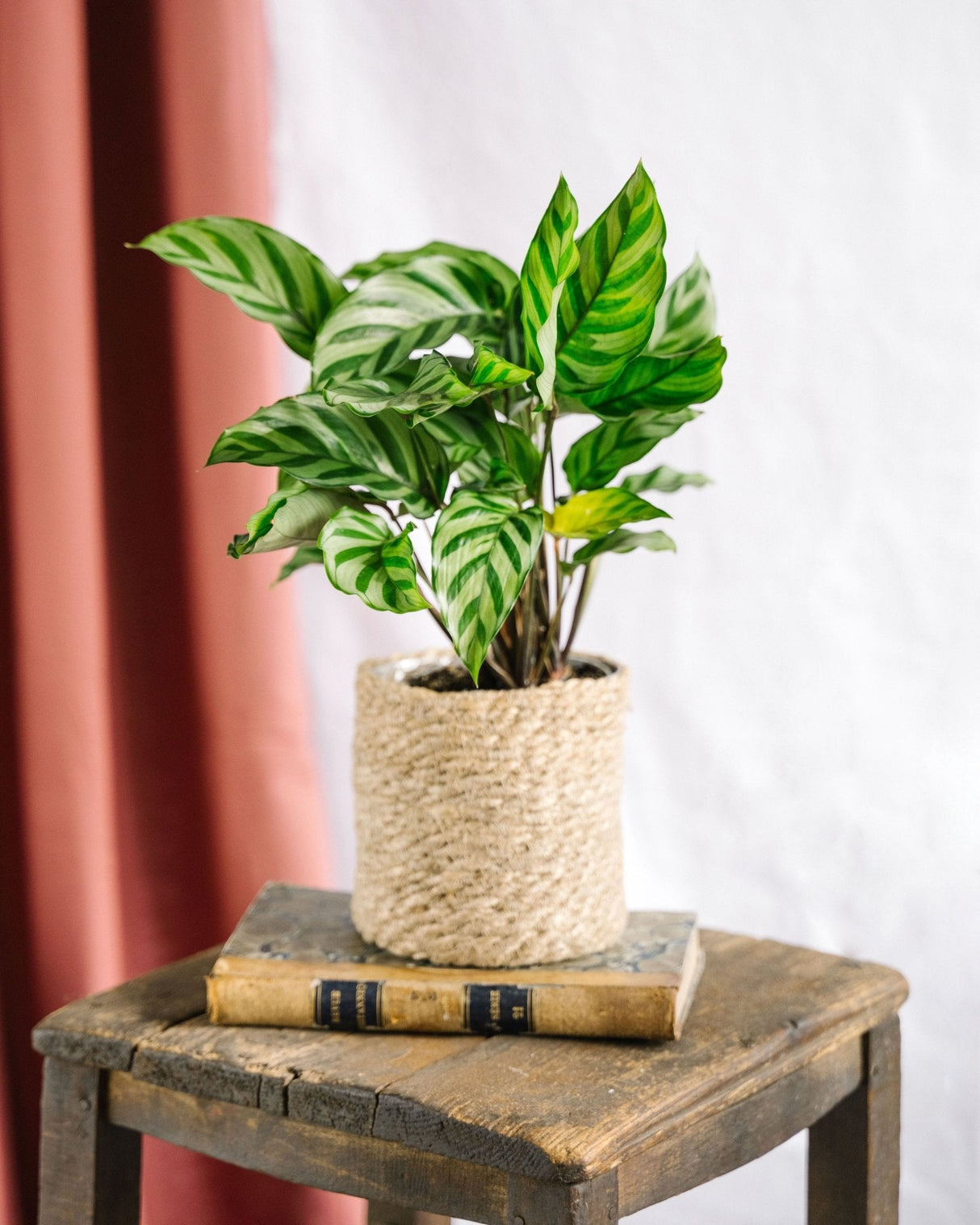 Livraison plante Calathea Freddie