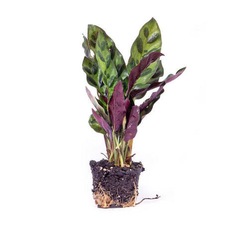 Livraison plante Calathea Lancifolia