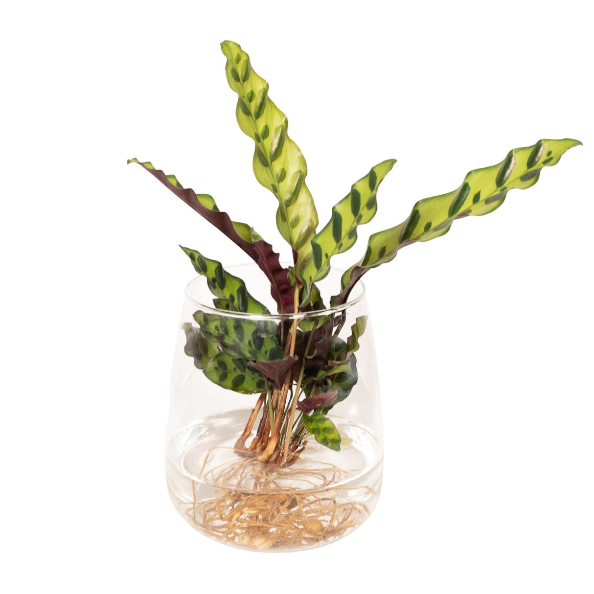 Livraison plante Calathea Lancifolia en hydroculture et son vase en verre h30cm