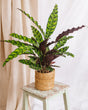 Livraison plante Calathea lancifolia L