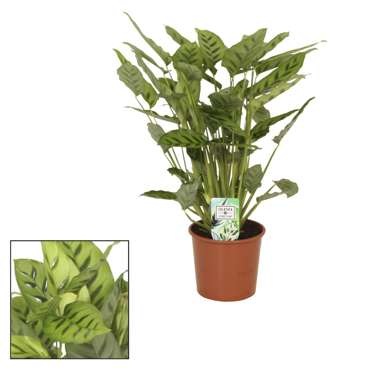 Livraison plante Calathea Leopardina