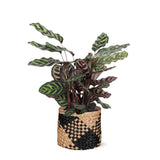 Livraison plante Calathea Makoyana et son pot