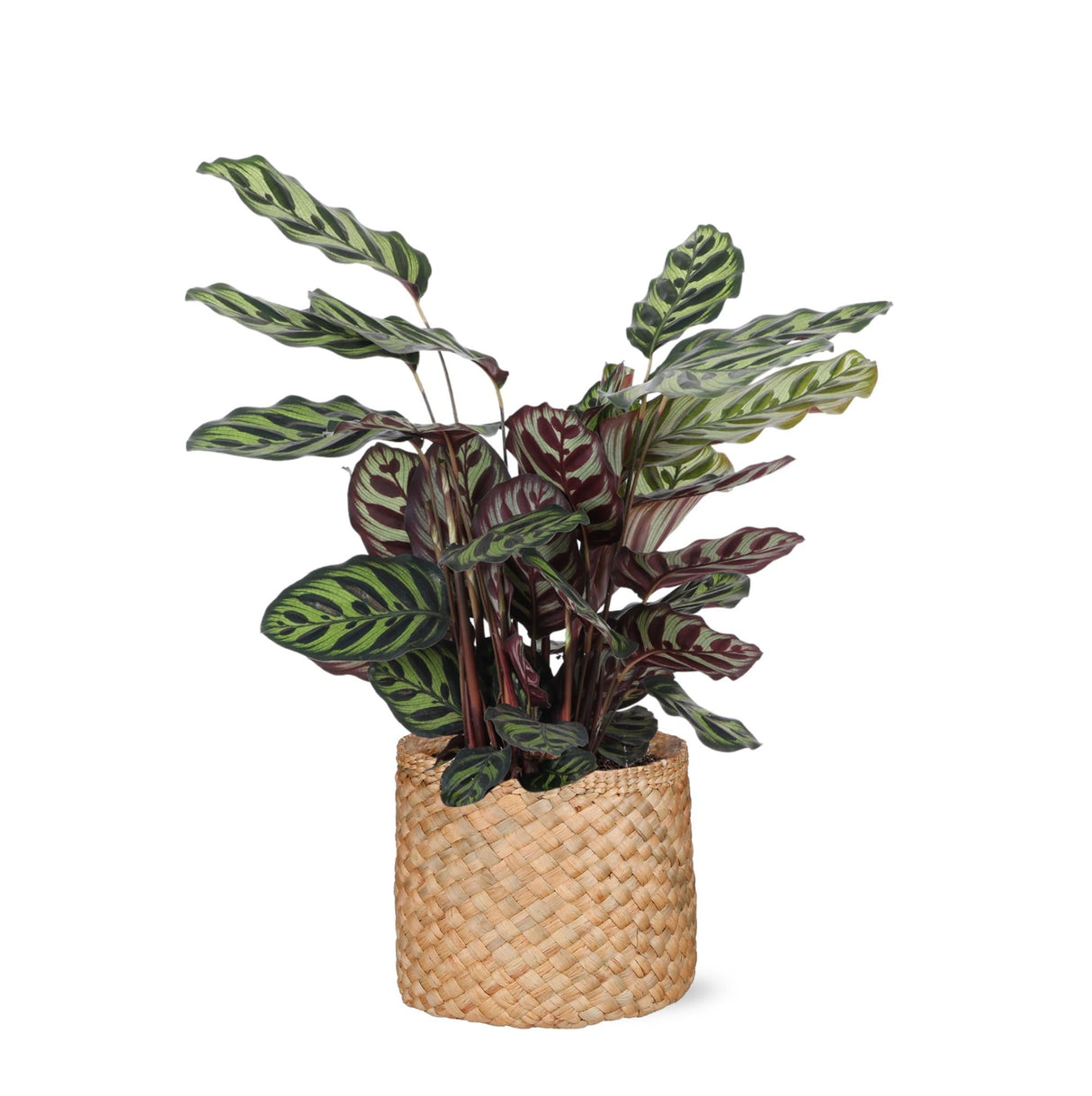 Livraison plante Calathea Makoyana et son pot