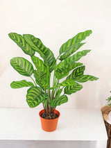 Livraison plante Calathea Makoyana - Plante verte artificielle