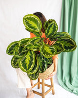 Livraison plante Calathea Médaillon