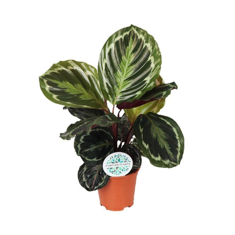 Livraison plante Calathea Medaillon