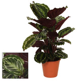 Livraison plante Calathea Médaillon