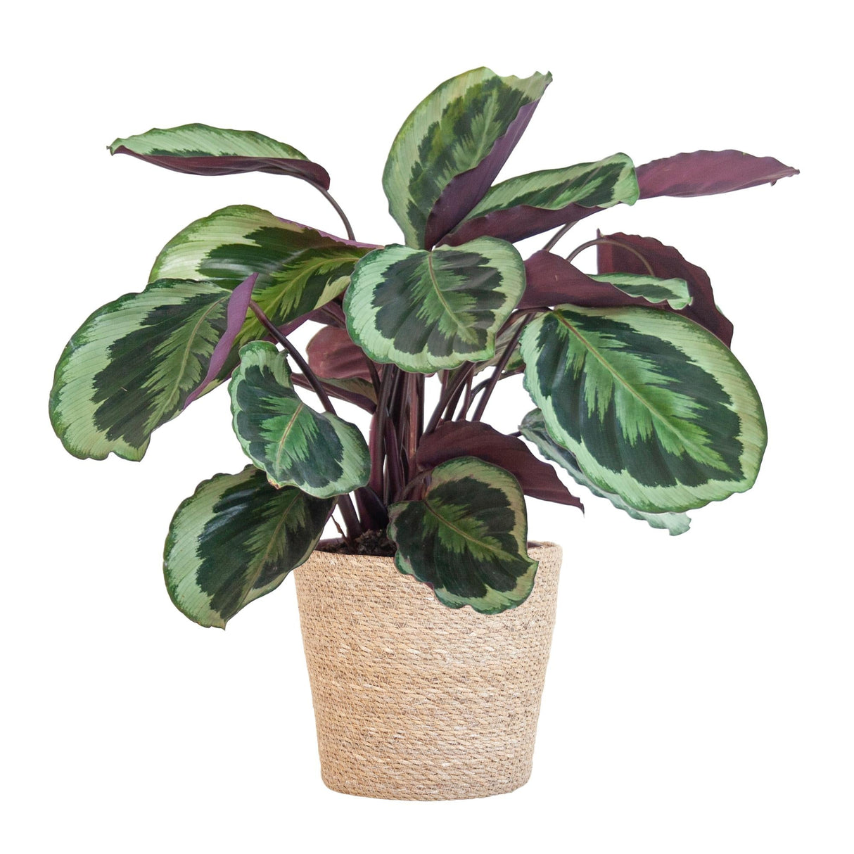 Livraison plante Calathea Medaillon et son pot