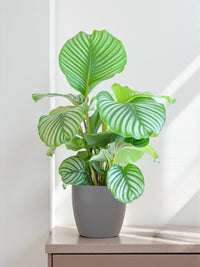 Calathea Orbifolia et son pot