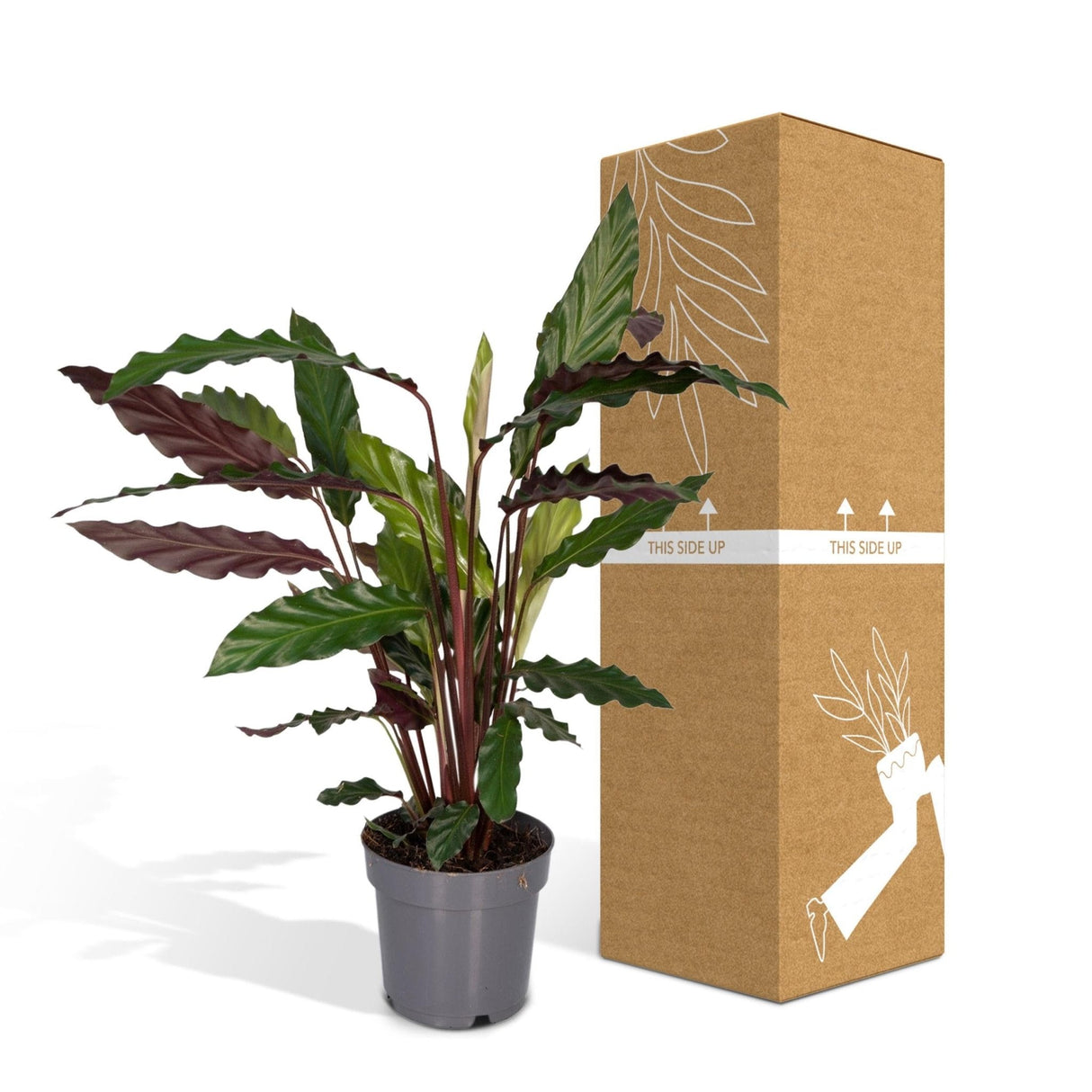 Livraison plante Calathea rufibarba