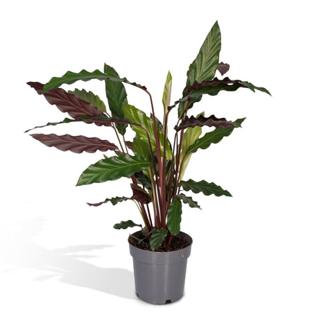 Livraison plante Calathea rufibarba