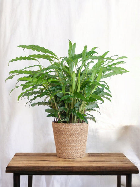 Livraison plante Calathea Rufibarba et son pot