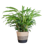 Livraison plante Calathea Rufibarba et son pot