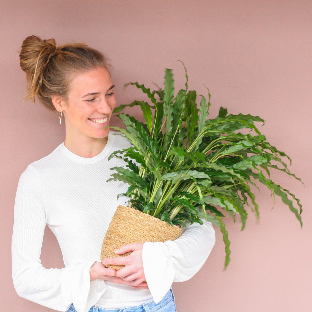 Livraison plante Calathea Rufibarba et son pot