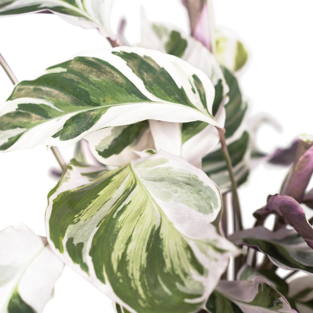 Livraison plante Calathea white fusion