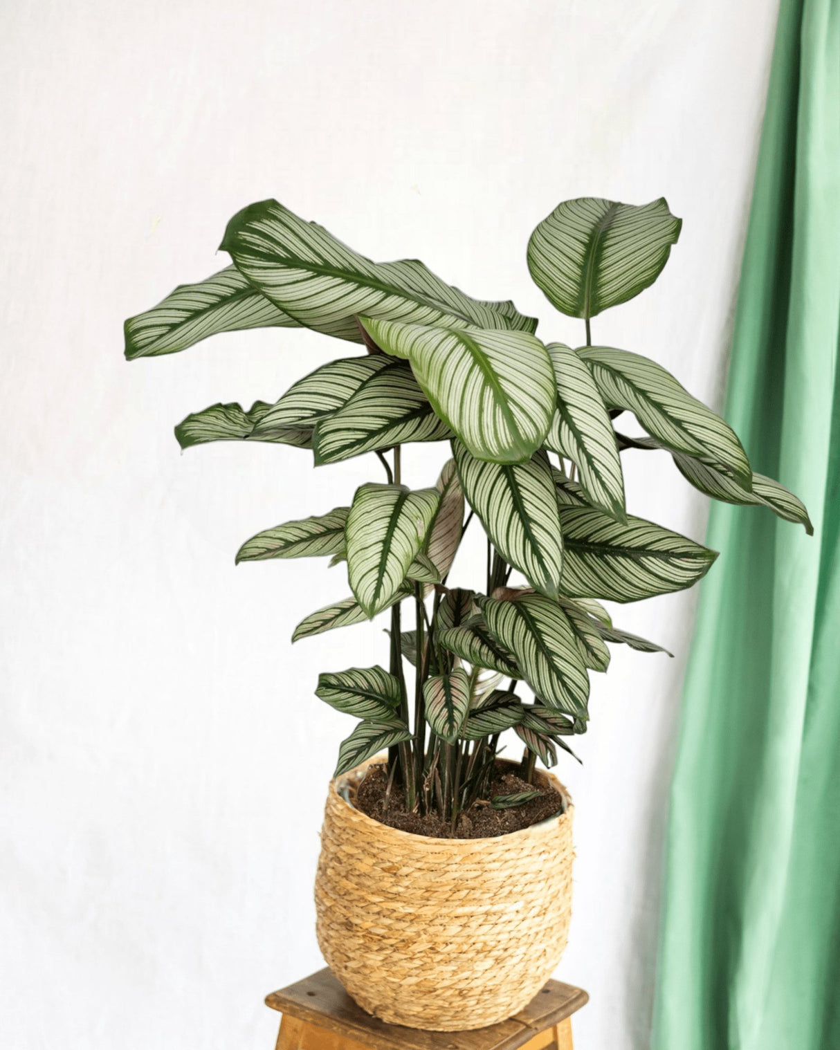 Livraison plante Calathea Whitestar